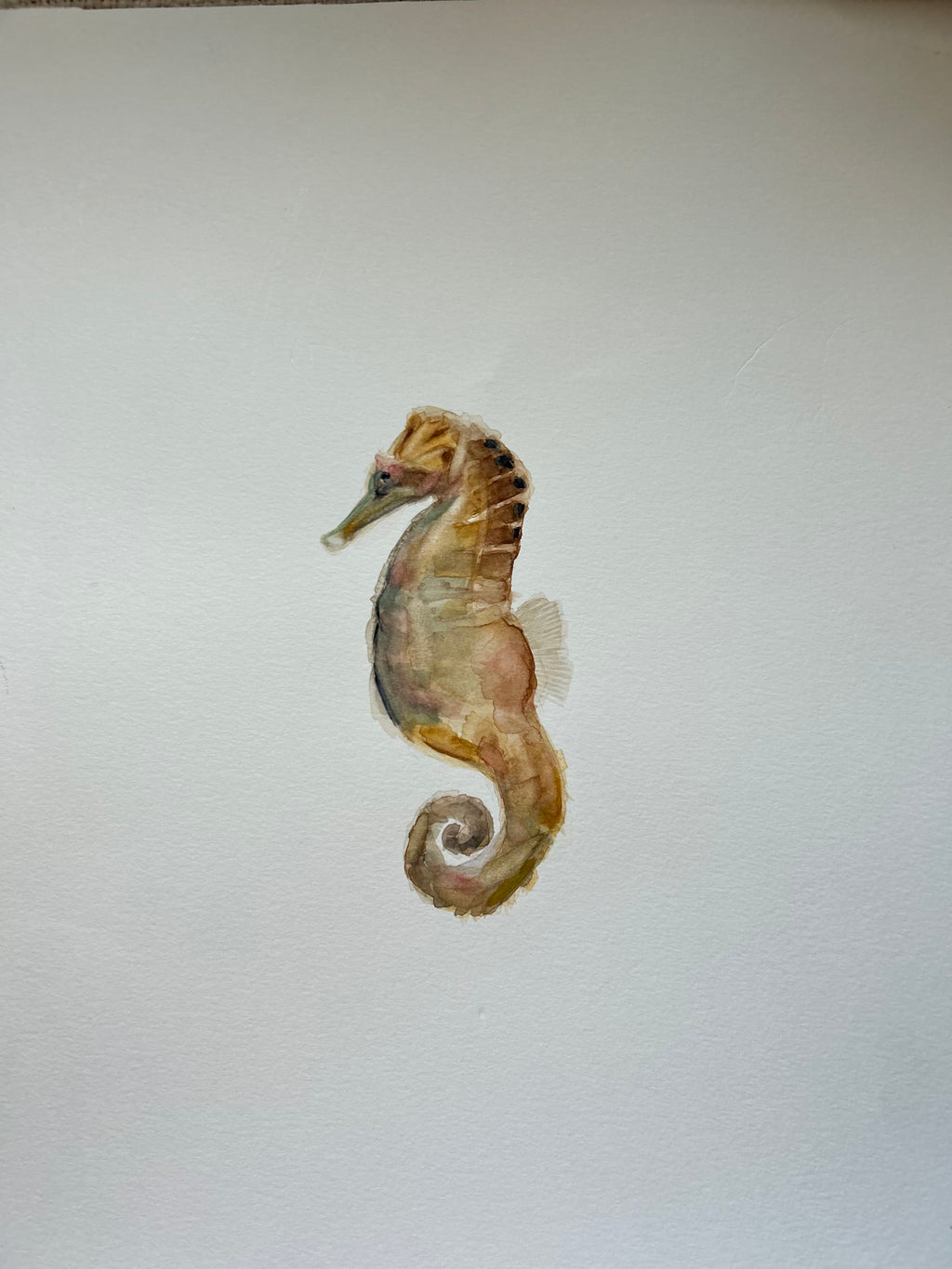 Caballito de mar