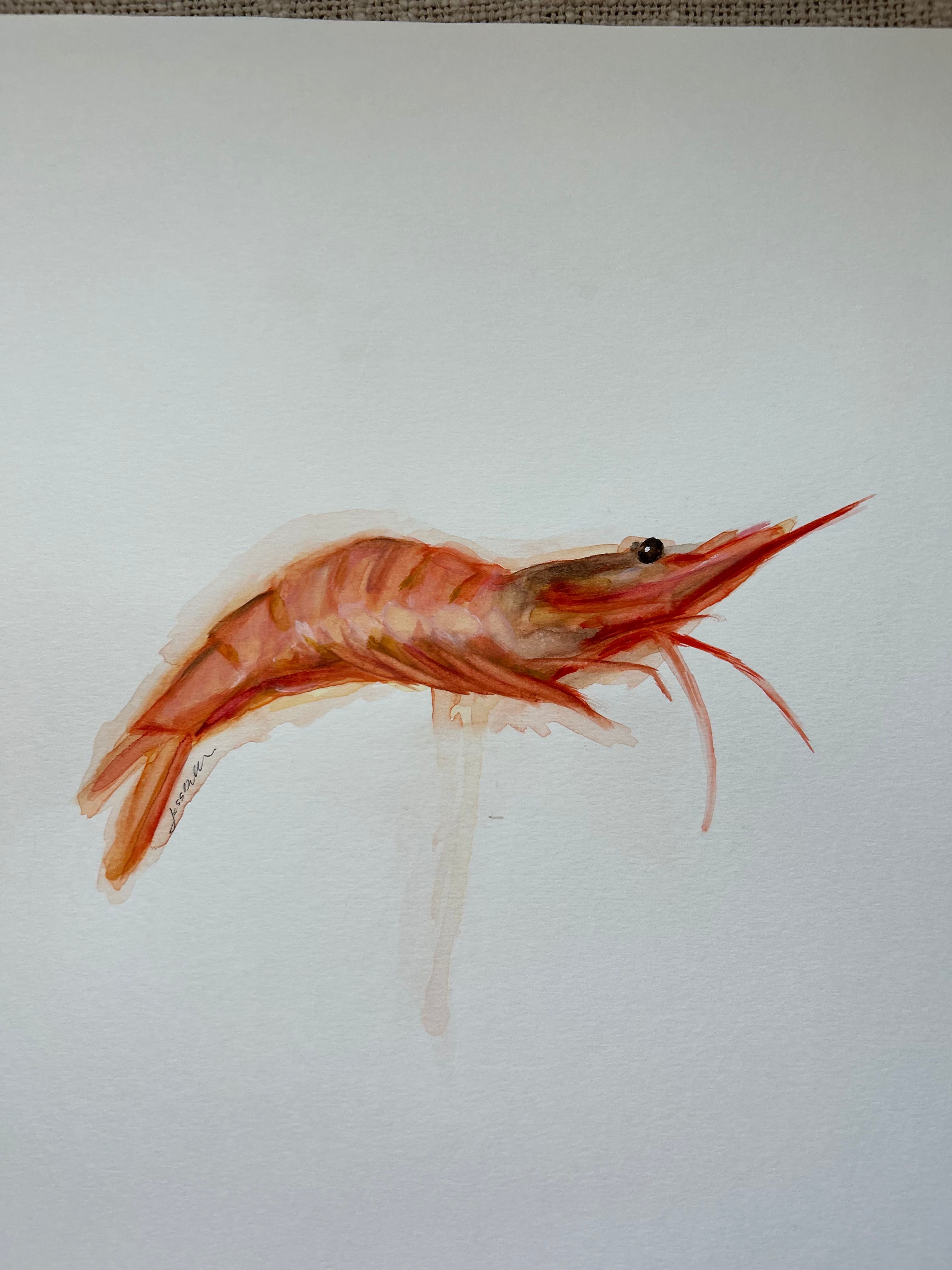 Gamba blanca